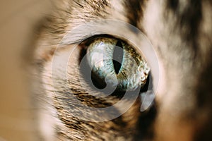 Macro view of catÃÂ´s eye. Close up view of green and blue cat eye. photo