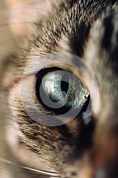 Macro view of catÃÂ´s eye. Close up view of green and blue cat eye.