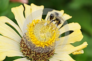 Macro view of Caucasian bumblebee Bombus serrisquama on yellow f