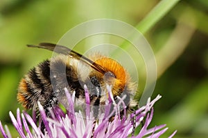 Macro view of a Caucasian fluffy bright orange field bumblebee B