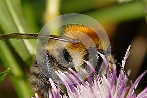 Macro view of a Caucasian fluffy bright orange field bumblebee B