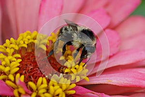 Macro view of Caucasian fluffy striped bumblebee Bombus serrisquama on yellow-pink Zinnia