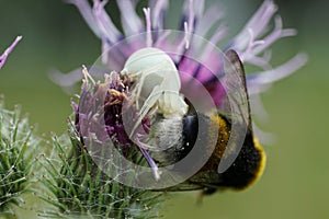 Macro view of Caucasian spider Misumena caught by bumblebee Bomb