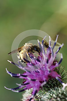 Macro view of Caucasian wild bee Macropis fulvipes on inflorescences of thistle Arctium lappa in summer