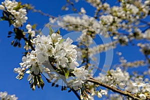 Macro view of cherry blossom seen on a small tree during springtime. photo