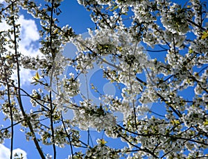 Macro view of cherry blossom seen on a small tree during springtime. photo