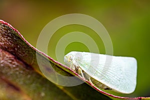 Macro view of a Citrus flatid planthopper perched on the edge of a leaf in daylight