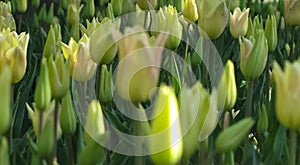 Macro View of Closed Yellow Tulips