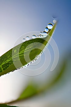 Macro of Clover Leaf with Reflection of Sky in Dew Drop - AI generated