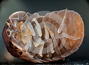 Macro view of a cochineal