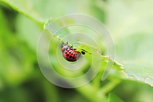 Macro view of colorado beetle larva on potato leaves