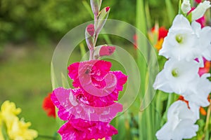 Macro view of colorful flowers gladiolus in garden