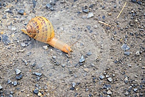 Macro view of common Brown Garden Snail Cornu aspersum which is a species of land snail. A terrestrial pulmonate gastropod mollu