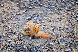 Macro view of common Brown Garden Snail Cornu aspersum which is a species of land snail. A terrestrial pulmonate gastropod mollu