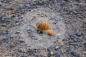 Macro view of common Brown Garden Snail Cornu aspersum which is a species of land snail. A terrestrial pulmonate gastropod mollu