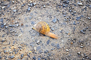 Macro view of common Brown Garden Snail Cornu aspersum which is a species of land snail. A terrestrial pulmonate gastropod mollu