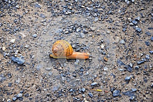 Macro view of common Brown Garden Snail Cornu aspersum which is a species of land snail. A terrestrial pulmonate gastropod mollu