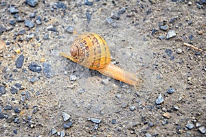 Macro view of common Brown Garden Snail Cornu aspersum which is a species of land snail. A terrestrial pulmonate gastropod mollu