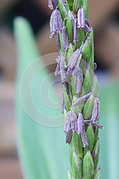 A macro view of corn florets on a tassel