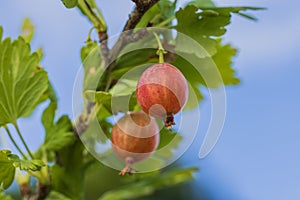 Macro view of currant berries hanging from a bush on a sunny summer day