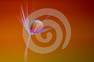 Macro view of a dandelion flower with droplet