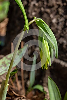 Macro view of a delicate blooming yellow bellwort wildflower