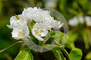 Macro view of delicate blossom flowers seen on a Pear tree in late spring, taken after a rain shower.