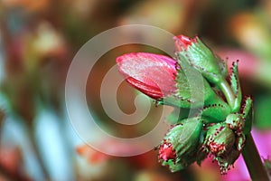 Macro view of the delicate buds on a lewisia plant