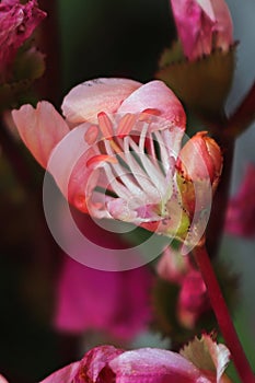 Macro view of the delicate petals on a lewisia plant