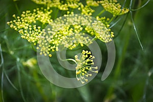 Macro view of dill weed flowers growing on umbels