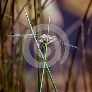 Macro view of a dragonfly standing on two green stems