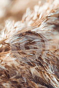 Macro view of dried grass