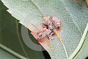 The macro view of erupted cedar hawthorn rust on a leaf