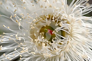 A macro view of a Eucalyptus stamen.