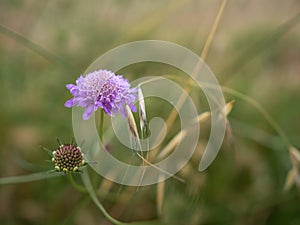 Macro view of a Field Scabious