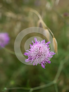 Macro view of a Field Scabious