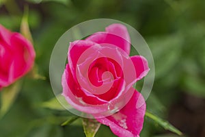 Macro view of a flourishing red rose bush in the garden