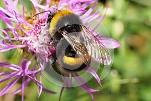 Macro view of a fluffy Caucasian yellow-black bumblebee Bombus l