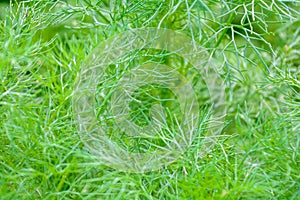 Macro view of Fluffy grass in summer garden as bright green background