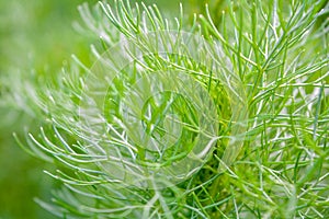 Macro view of Fluffy grass in summer garden as bright green background