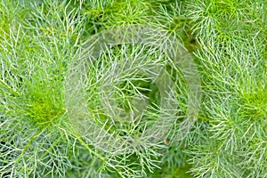 Macro view of Fluffy grass in summer garden as bright green background