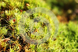 Macro view of fresh green color polytrichum moss Polytrichum. Close up. Natural background view photo