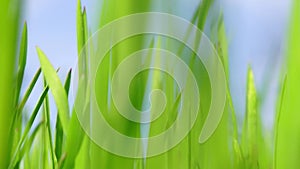 Macro view of fresh green grass in sunny field on blue sky background