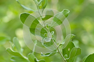 Macro View Fresh Green Stalk Leaves Of Texas Ranger Or Texas Sage Or Leucophyllum Frutescens Plants