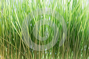 Macro view of fresh and young green wheat grass, natural texture