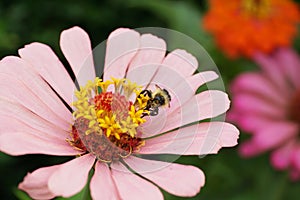 Macro view from front of Caucasian bumblebee Bombus serrisquama
