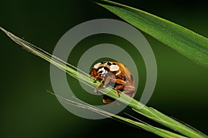 Macro view from the front of the Caucasian yellow ladybird hanging on a narrow green leaf spikelet