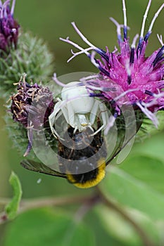 Macro view from the front of a floral caucasian spider Misumena