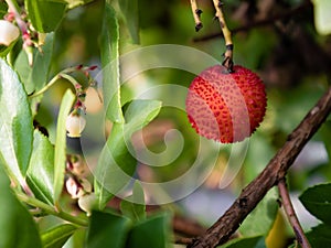 Macro view of the fruit of the Red Madrone bush Arbutus unedo