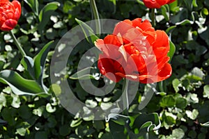 Macro view of fully double tulip with red petals